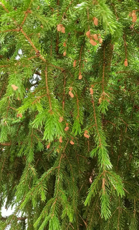 Чайная беседка