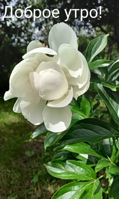 Чайная беседка