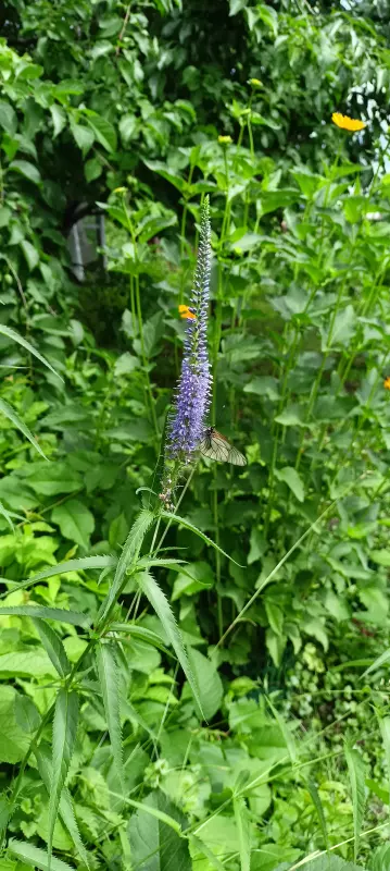 Чайная беседка