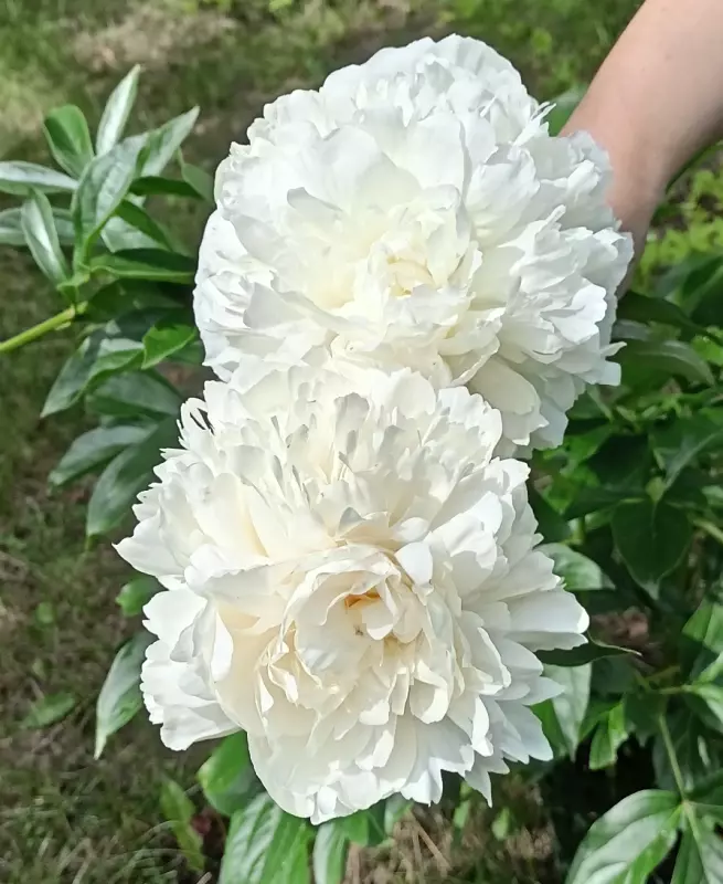 Чайная беседка