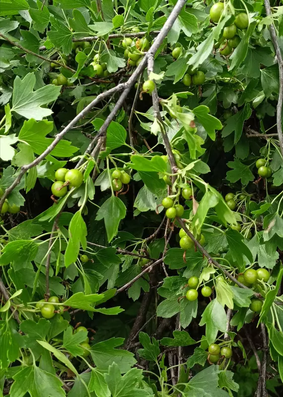 Чайная беседка