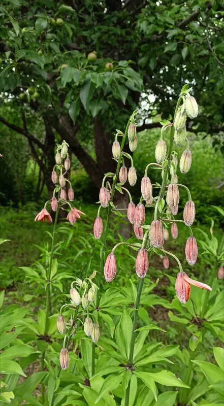 Чайная беседка