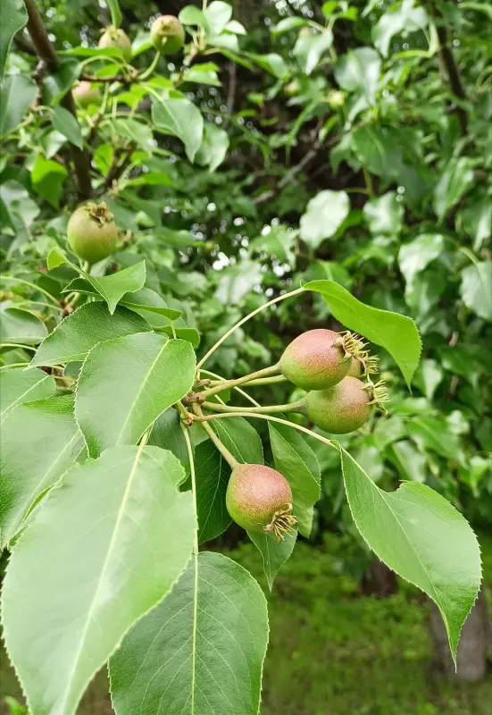 Чайная беседка