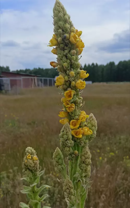 Чайная беседка