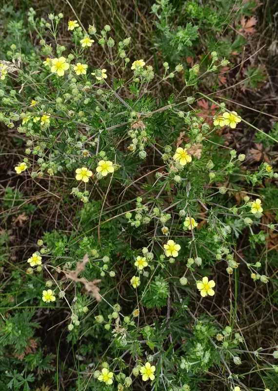 Чайная беседка