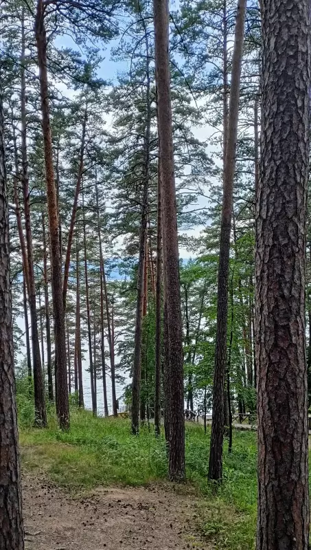 Чайная беседка