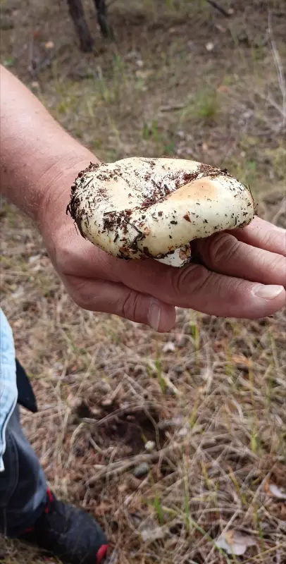 Чайная беседка