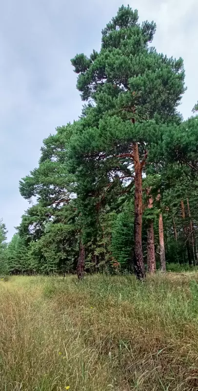 Чайная беседка