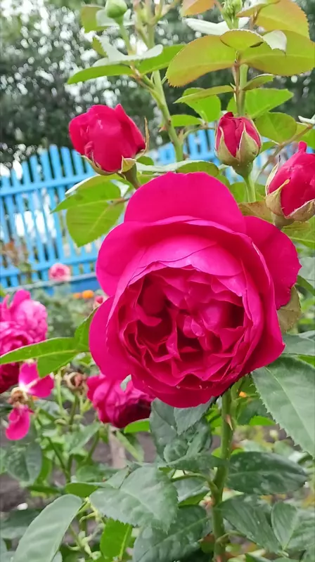 Чайная беседка