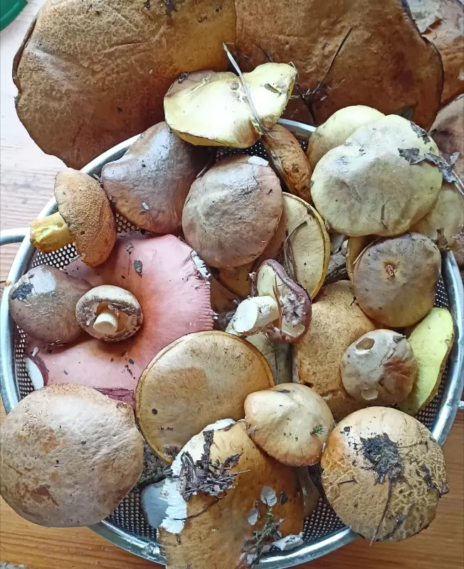 Чайная беседка