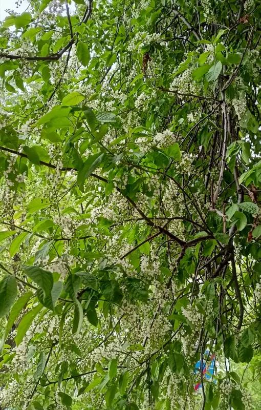 Чайная беседка