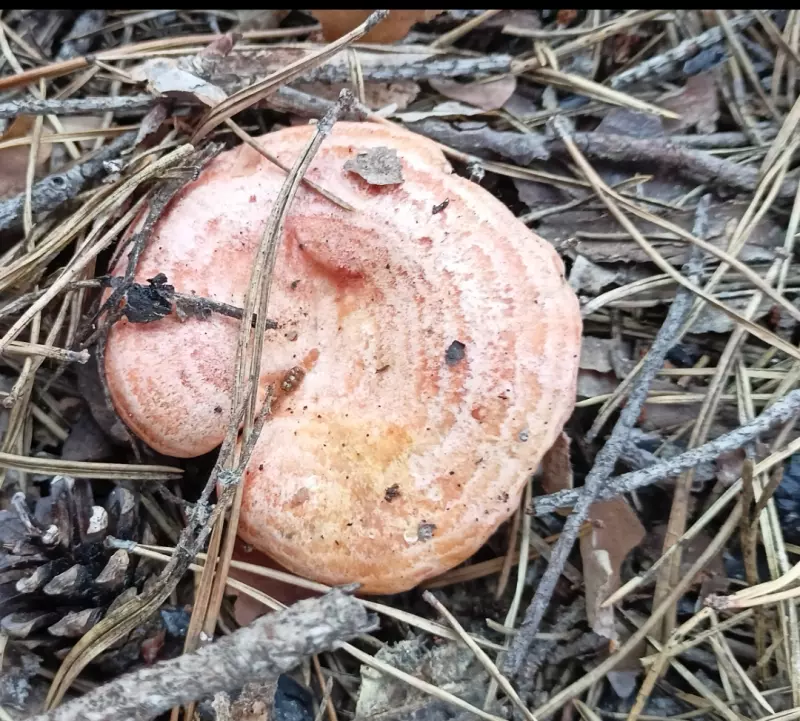 Чайная беседка