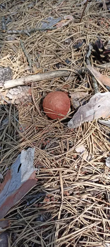 Чайная беседка