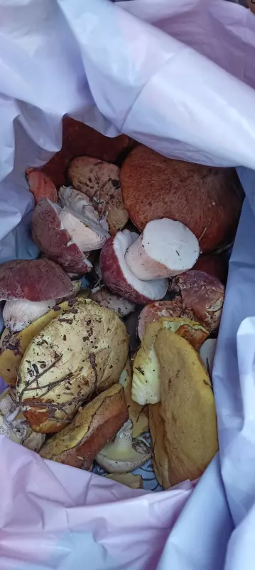 Чайная беседка