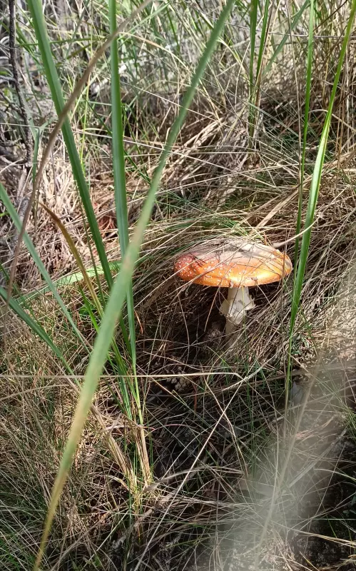 Чайная беседка