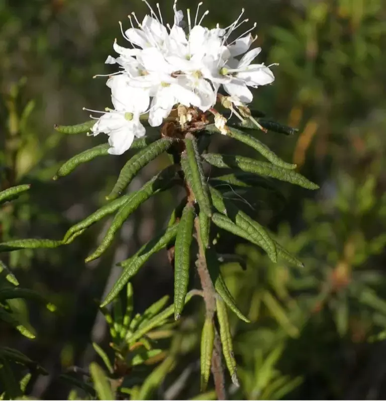 Чайная беседка