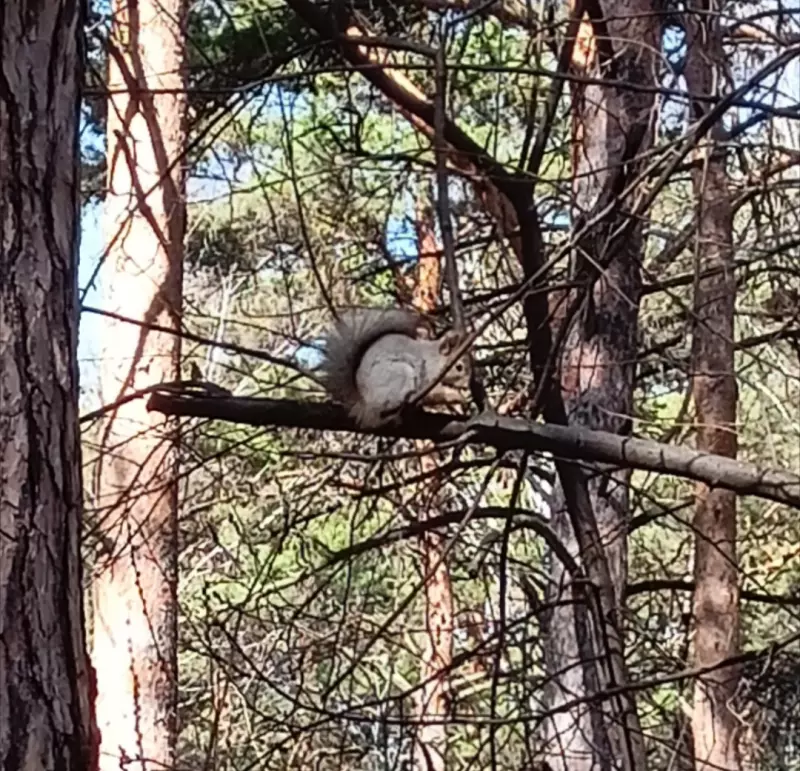 Чайная беседка