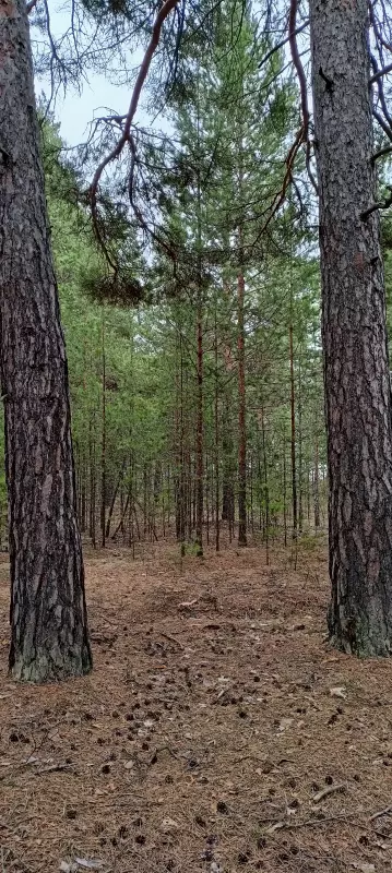 Чайная беседка