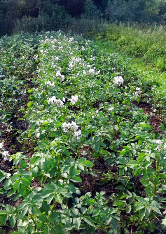 Флора