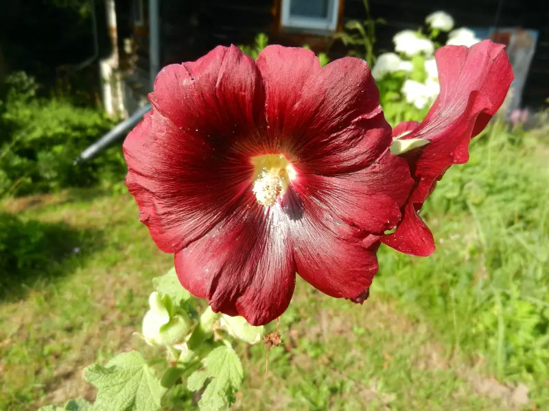 Флора