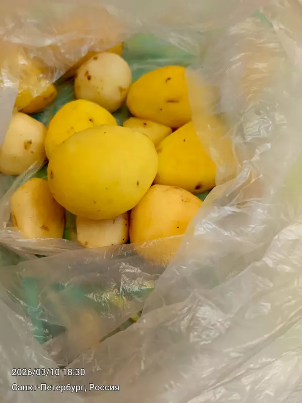 Tapтaлeтки & Ко