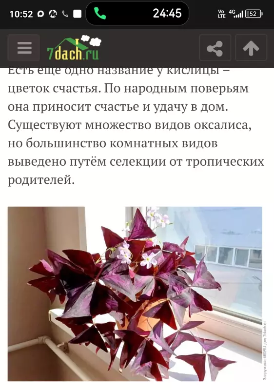 Tapтaлeтки & Ко