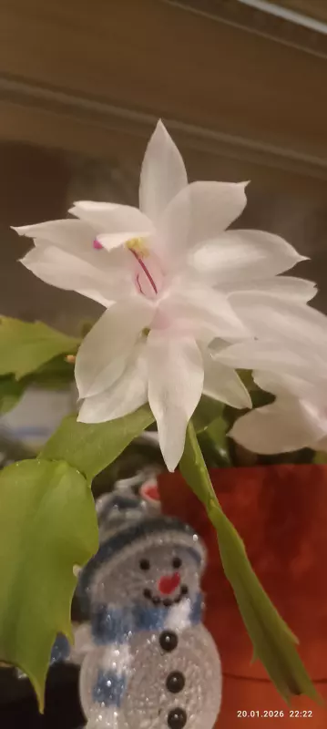 Цветочки: моем, пересаживаем, подкармливаем... (всё о комнатных растениях)