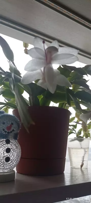 Цветочки: моем, пересаживаем, подкармливаем... (всё о комнатных растениях)