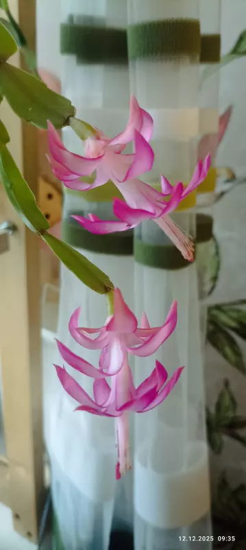 Цветочки: моем, пересаживаем, подкармливаем... (всё о комнатных растениях)