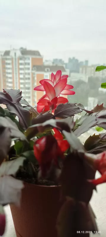 Цветочки: моем, пересаживаем, подкармливаем... (всё о комнатных растениях)