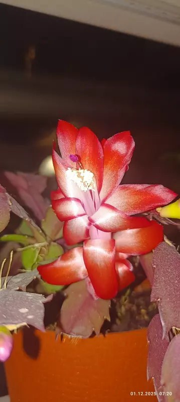 Цветочки: моем, пересаживаем, подкармливаем... (всё о комнатных растениях)