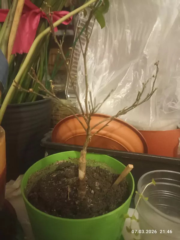 Цветочки: моем, пересаживаем, подкармливаем... (всё о комнатных растениях)