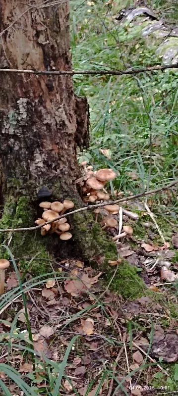 По грибы с лукошком