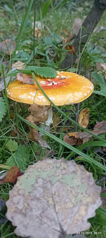 По грибы с лукошком