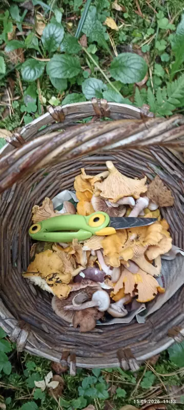 По грибы с лукошком