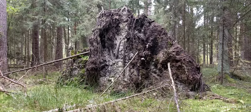 По грибы с лукошком