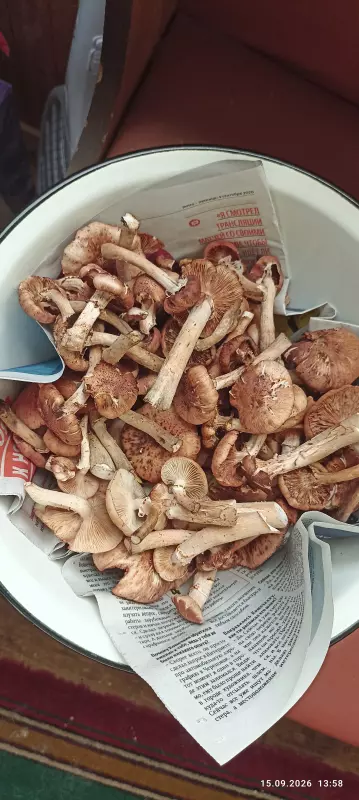 По грибы с лукошком