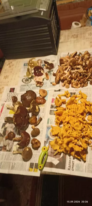 По грибы с лукошком