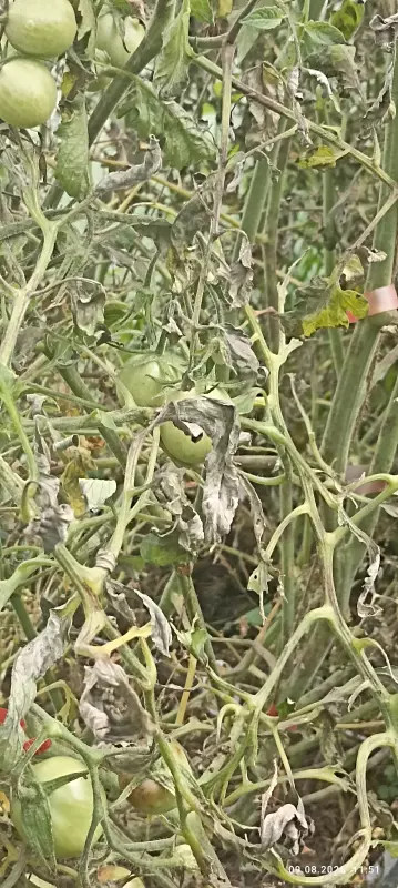 Загородная жизнь - обустройство на земле во всем разнообразии