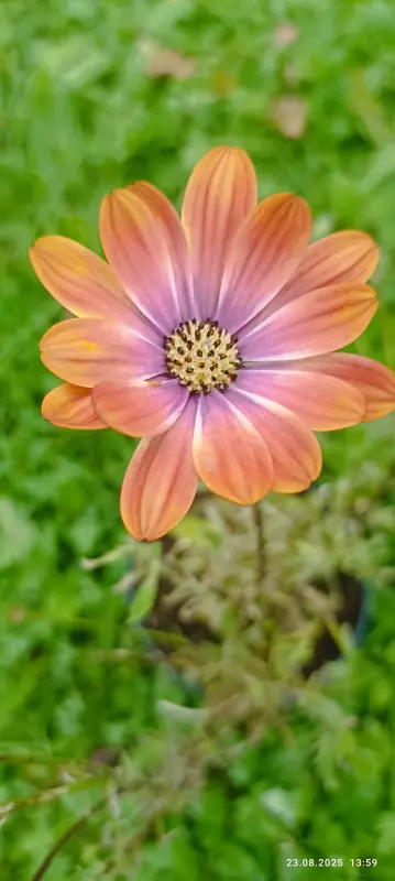 Загородная жизнь - обустройство на земле во всем разнообразии