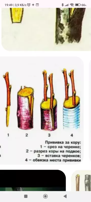 Глупые вопросы