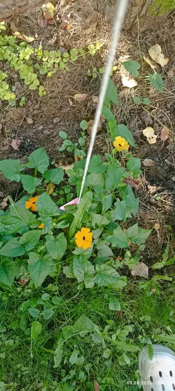 Лютики-цветочки или увлекательное крестьянство