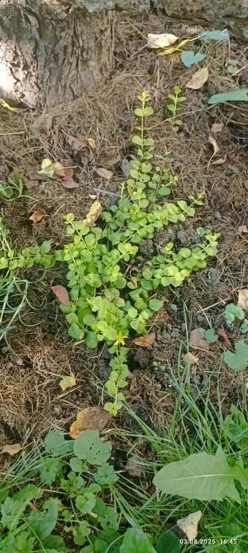 Лютики-цветочки или увлекательное крестьянство