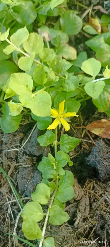 Лютики-цветочки или увлекательное крестьянство