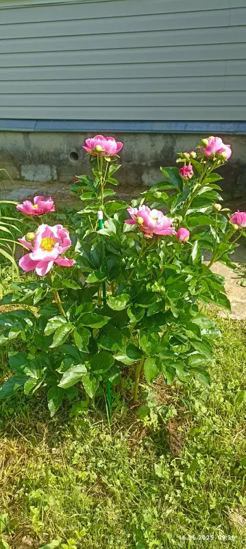 Чайная беседка