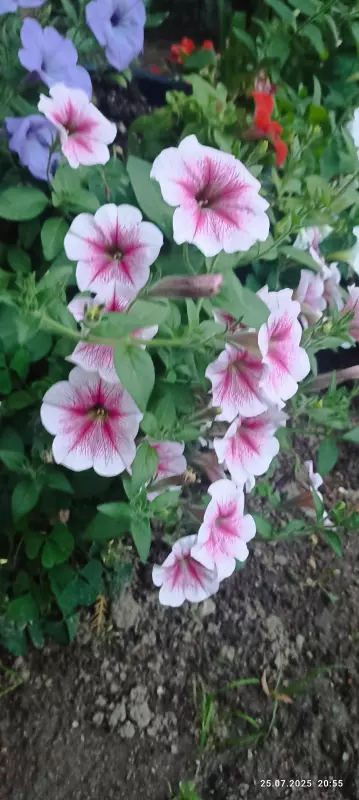 Чайная беседка