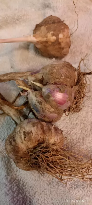 Измельчитель Deerma Food Processor DEM-JR08