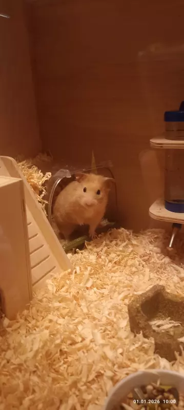 Чайная беседка