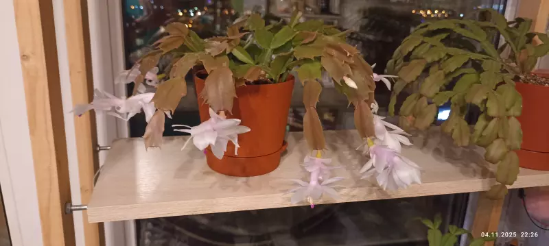 Зеленые любимцы