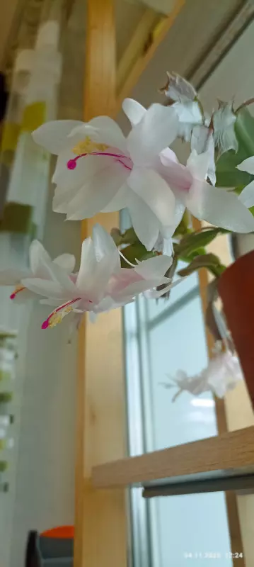 Зеленые любимцы